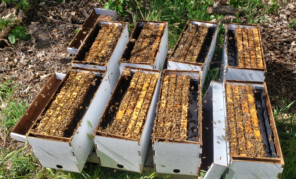 Nuc - LIVE BEES 2026 - (For Pick-Up Only no shipping)