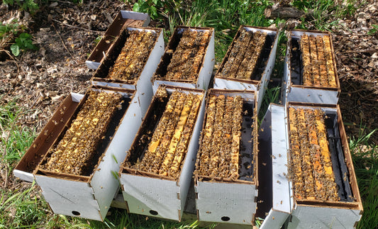 Nuc - LIVE BEES 2026 - (For Pick-Up Only no shipping)